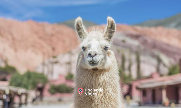 SALTA Y PURMAMARCA CON SALINAS Y HUMAHUACA - 6 DIAS