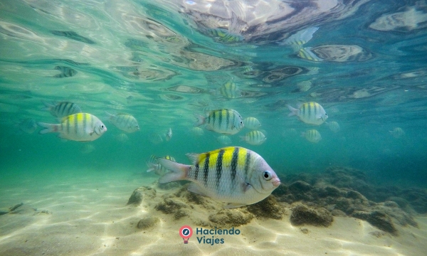 VERANO 2026 - PORTO DE GALINHAS 9 DIAS