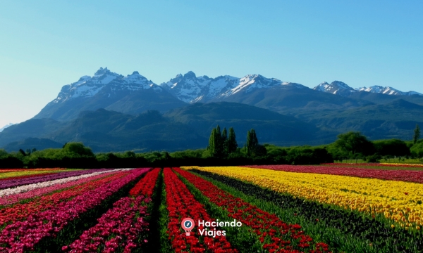 CAMPO DE TULIPANES - 5 DIAS
