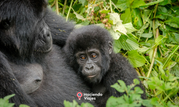 UGANDA GORILA EXPERIENCE - 4 DIAS