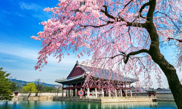 CHERRY BLOSSOM JAPONÉS - 14 DIAS