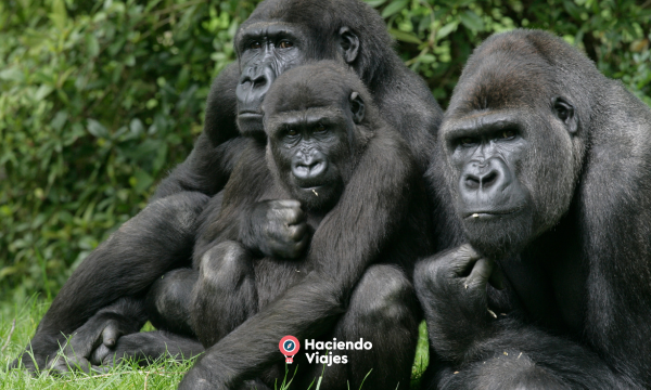 CIRCUITO: UGANDA, TIERRA DE GORILAS - 7 DIAS